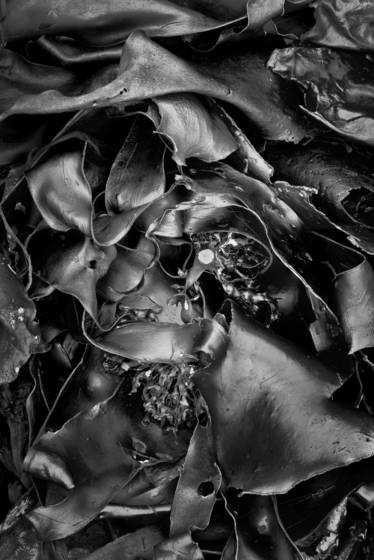 Seaweed_6