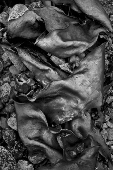Seaweed_7