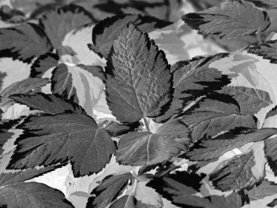 Black_leaf_10