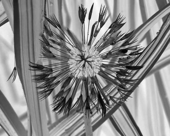 Black_leaf_11