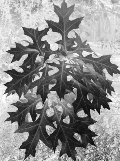 Black_leaf_12