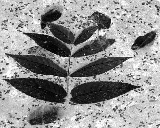 Black_leaf_2