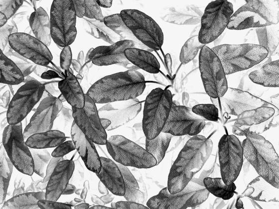 Black_leaf_3