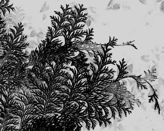 Black_leaf_4