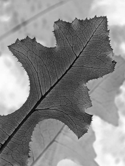 Black_leaf_5