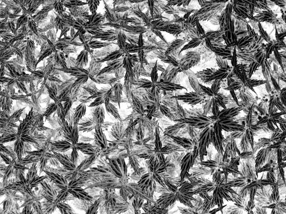 Black_leaf_6