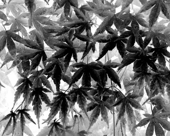 Black_leaf_8
