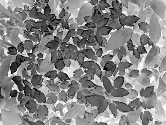 Black_leaf_9