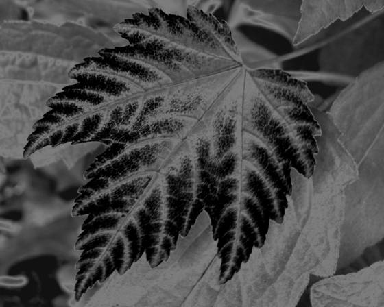 Untitled_1