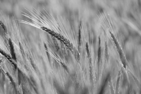Wheat_field