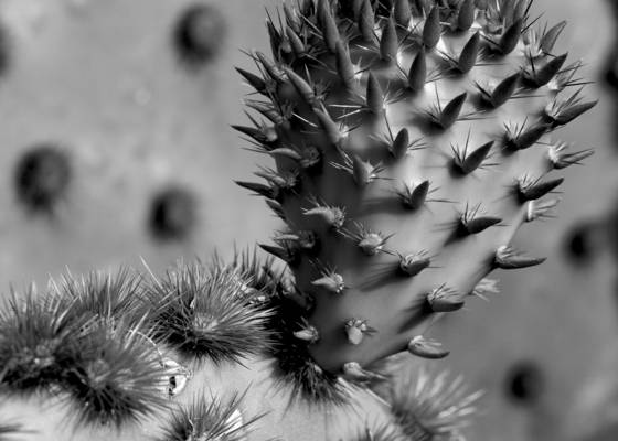 New_growth