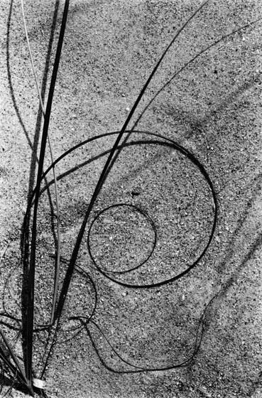 Sea_grasses_2