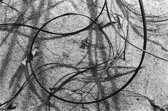 Sea_grasses