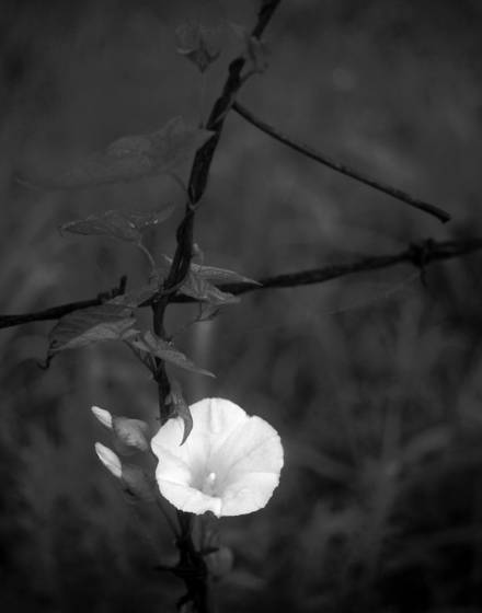Flower_on_barbed_wire