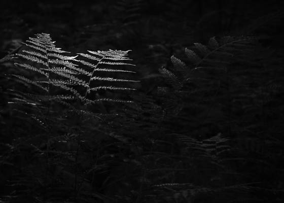 Ferns
