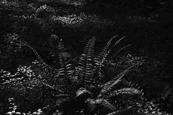 Forest_floor