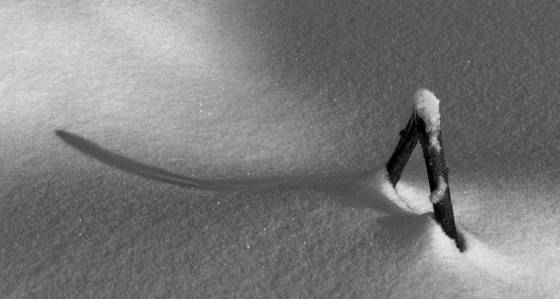 Twig_in_snow