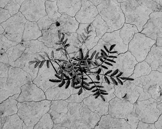 Life_and_death