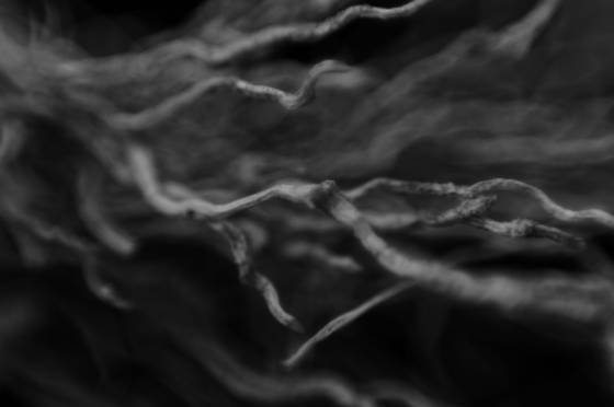 Roots