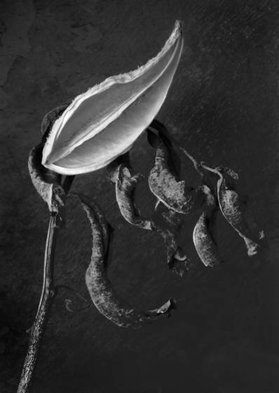 Milkweed_1