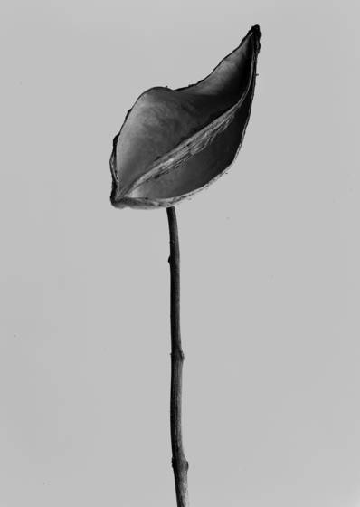 Milkweed_2