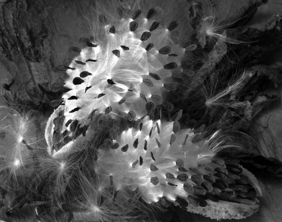 Milkweed_3