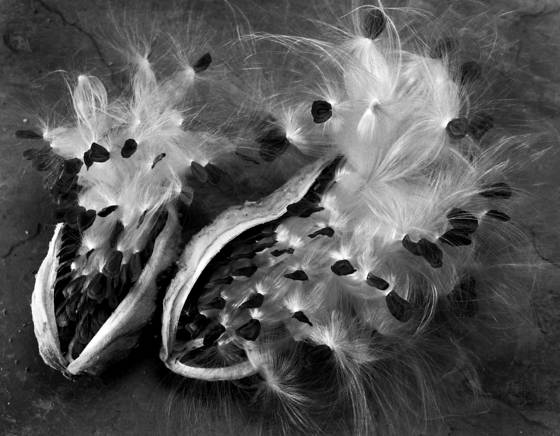 Milkweed_4