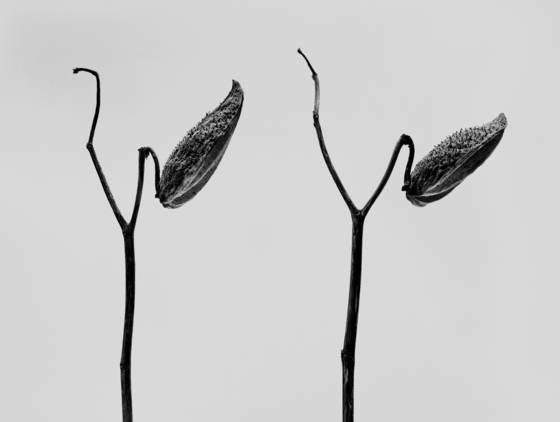 Milkweed_5