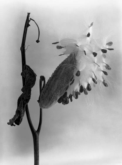 Milkweed_6