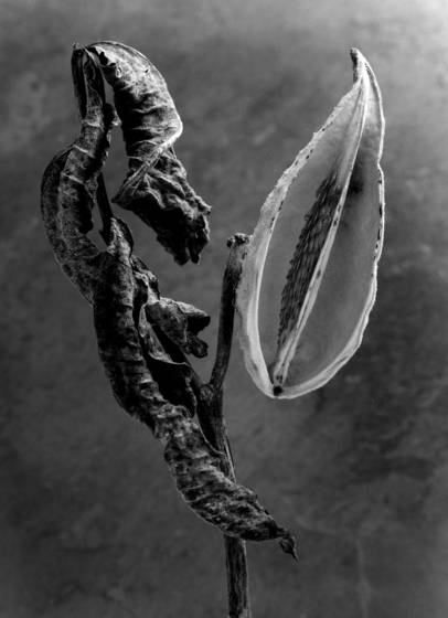 Milkweed_7