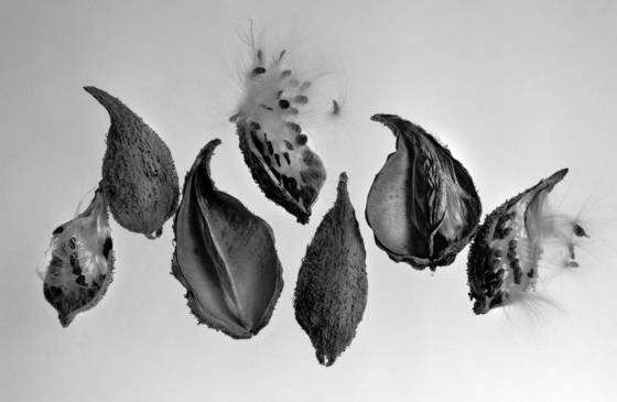 Milkweed_8