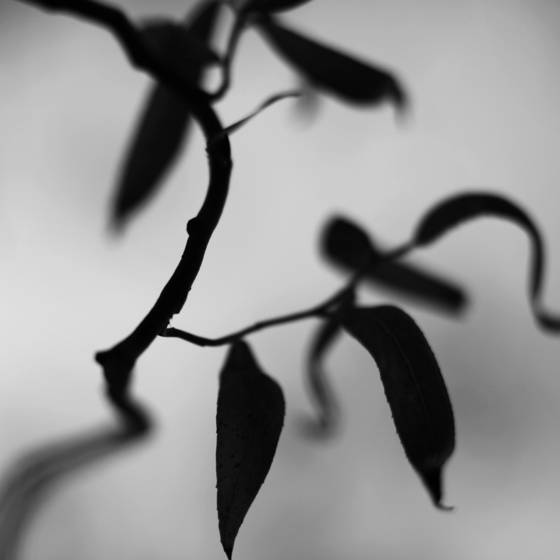Botanic_dance_2