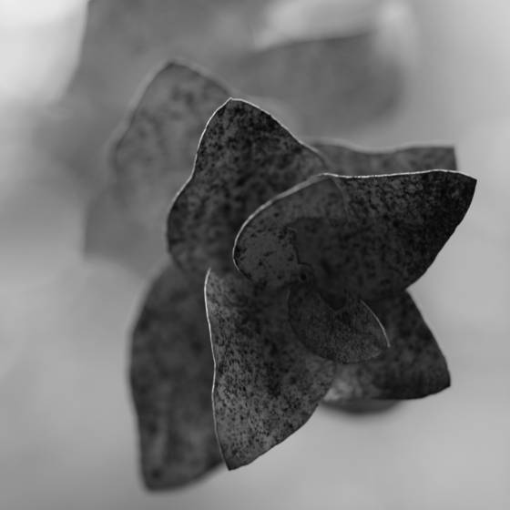 Floral_study_1