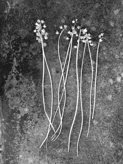 Dried_flowers