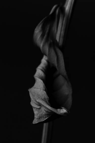 Peony_leaf_1