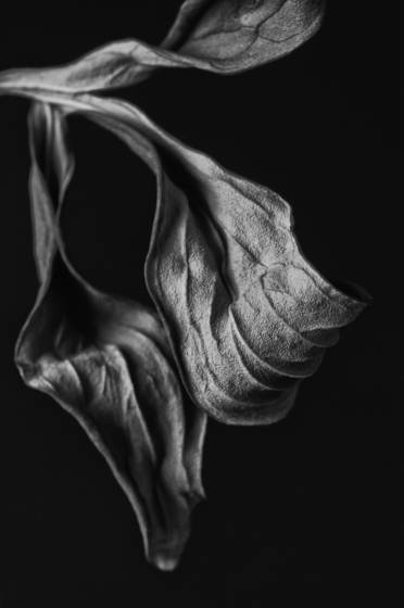 Peony_leaf_2
