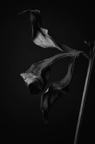 Peony_leaf_3