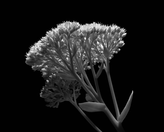 Autumn_joy_sedum