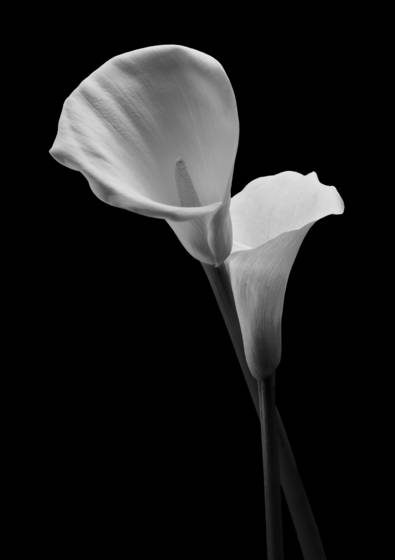 Calla_lily_no__2