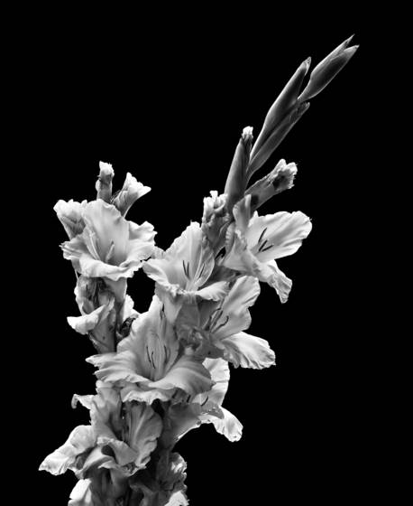 Gladiola