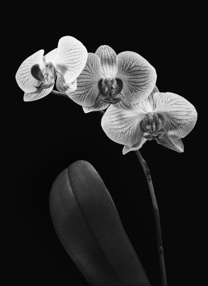 Orchids