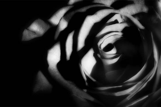 Just_a_rose