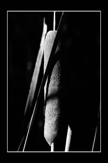 Reeds