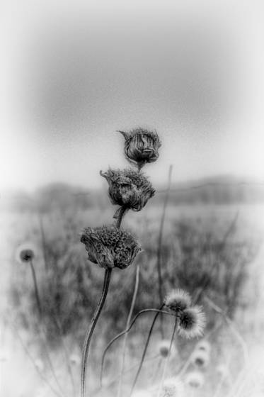 Withered_lake_flower