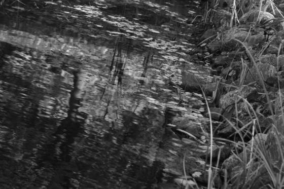 B_and_w_pond