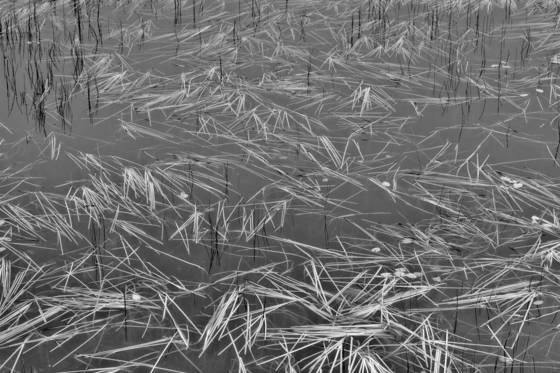 Lake_grass