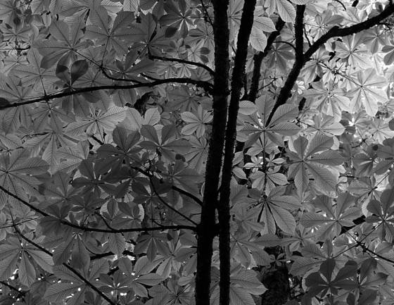 Spring_leaves