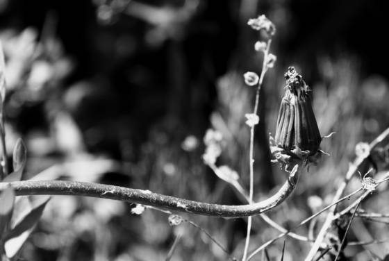 Dandy_doyle