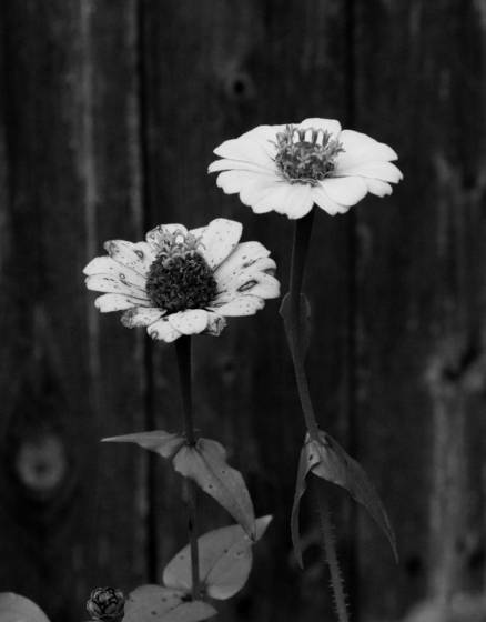 Two_sisters