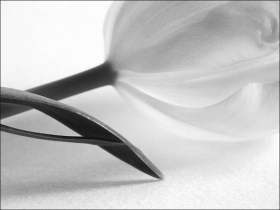 Tulip_6